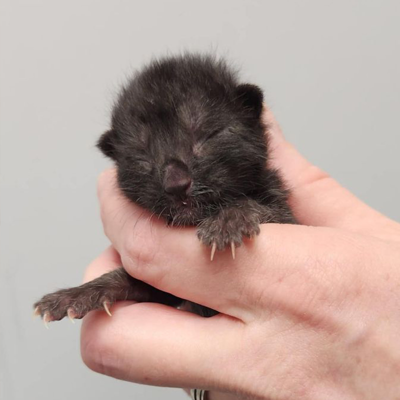Little boy kitten found after spending a night alone, Planned PEThood of GA