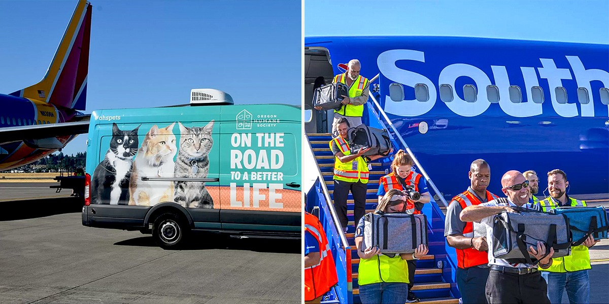 Southwest Airlines, Greater Good Charities, Oregon Humane Society, Maui cats, rescued 92 cats from Maui, fires, Portland