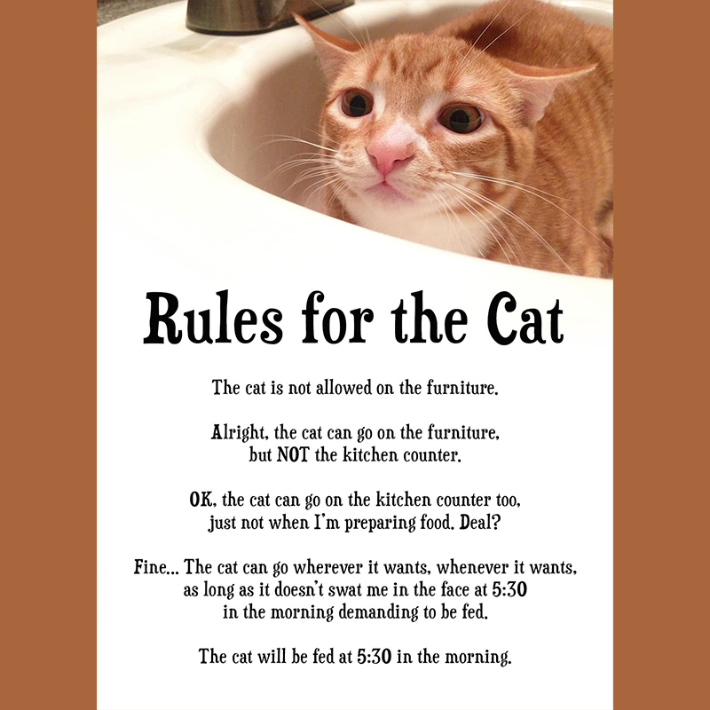 Rules for the Cat funny cat meme by Cole and Marmalade