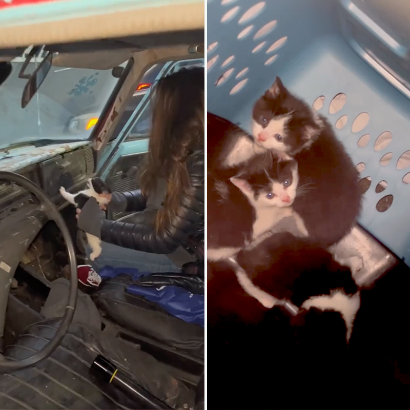 Rescuing the rusty cat kittens in Brooklyn, Heidi Wrangles Cats, Olga Guydyno