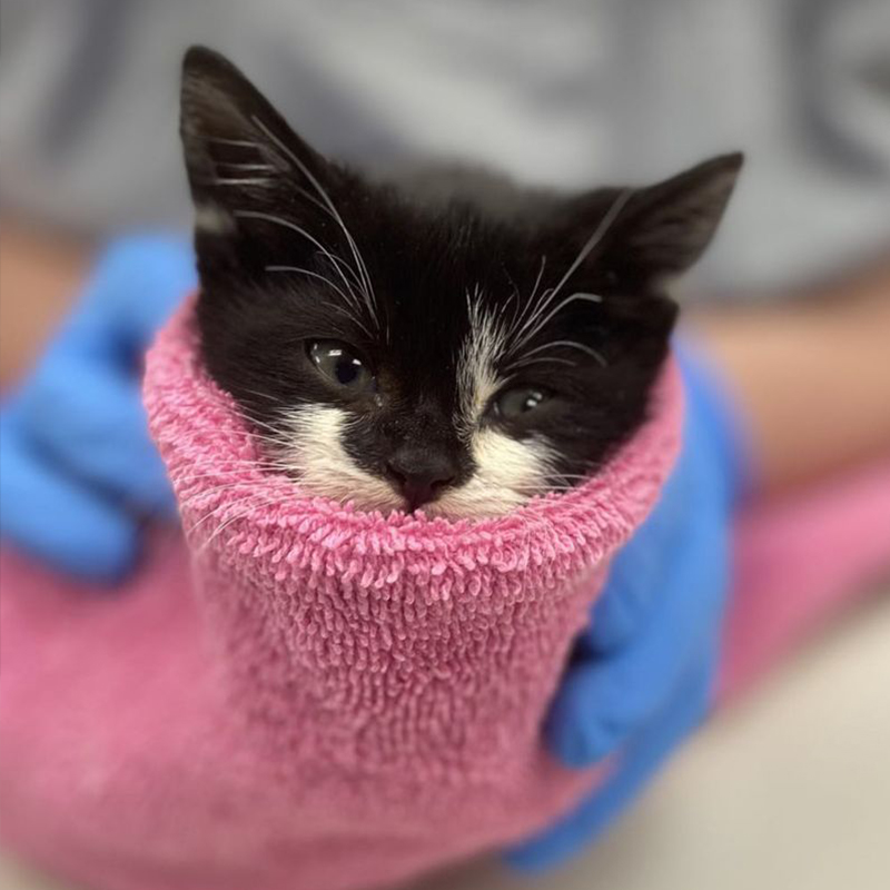 Backspace the kitten wrapped in a purrito, 2