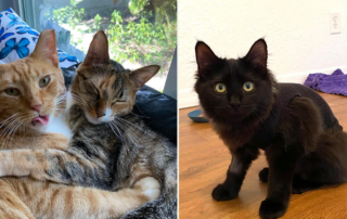 Shedding Common Myths About Spaying and Neutering, Bond, Calypso, and Mazikeen, Maz, Cole and Marmalade, spay, neuter, cats