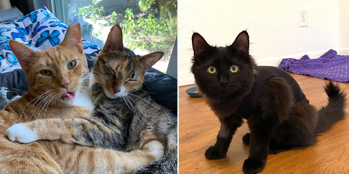 Shedding Common Myths About Spaying and Neutering, Bond, Calypso, and Mazikeen, Maz, Cole and Marmalade, spay, neuter, cats