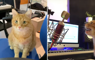 James Paterson, DJ cat, Supermassive band, Simon Aubert and Edgar Joly, musical cat. Catvicii,