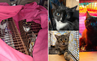 TNR, Trap, Neuter, Return, TNVR, facts about TNR rescue for feral and stray cats, Cat Man Chris, Cole and Marmalade