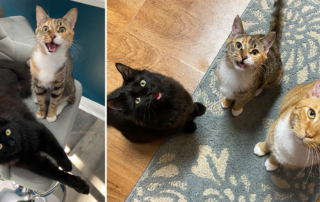 Teenage kittens, cats, teenager kittens, Cole and Marmalade, Mazikeen and Calypso with Bond