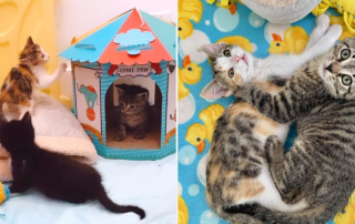 Grateful Friends Animal Rescue, Manitoba, Canada, The Office Kittens, Dwight, Michael, Pam, Jim