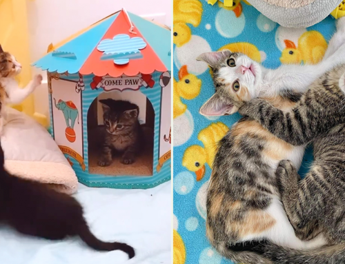 ‘The Office Kittens’ Survive the Odds and Bring Non-Stop Smiles