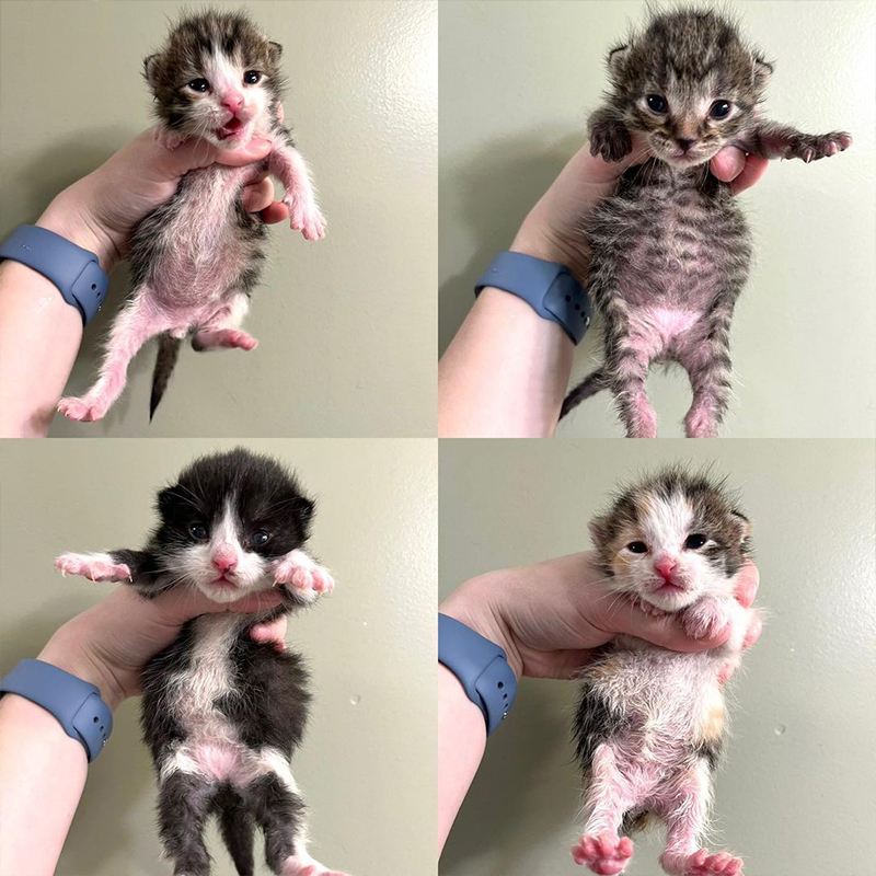 The Office Kittens when they arrived in foster care, Instagram/fosterzoowithroo