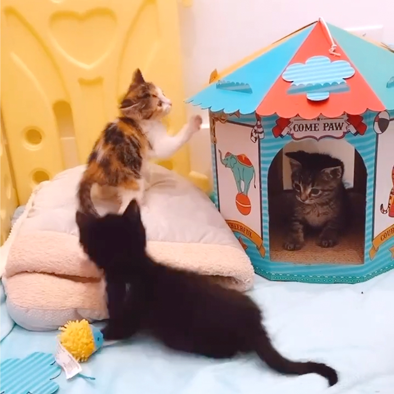 The Office Kittens playing in their foster enclosure
