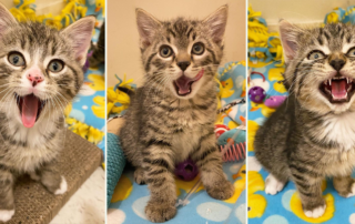 The Three Stooges Kittens, rescue kittens, Laura and Her Cats, Manitoba, Canada, Grateful Friends Animal Rescue, Curly, Moe, Larry