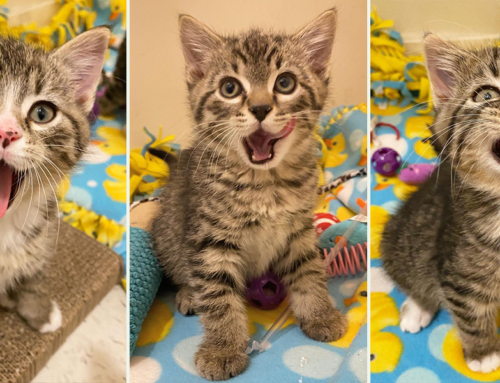 The Three Stooges Kittens Keep the Shenanigans Going in Foster Care