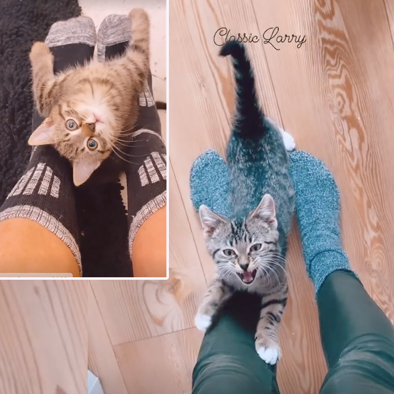 Larry the kitten climbs foster mom Laura G's leg