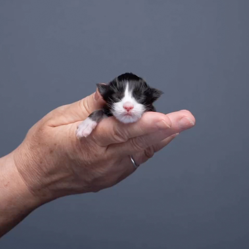 The Catographer Nils Jacobi shares glow-up of a tuxedo Maine Coon kitten in 95 days, starting picture of newborn kitten
