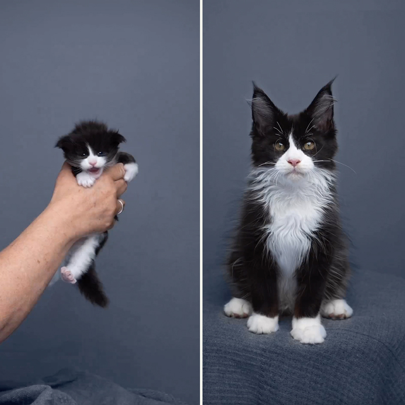 The Catographer Nils Jacobi shares glow-up of a tuxedo Maine Coon kitten in 95 days, intermediate photo to 95 days old