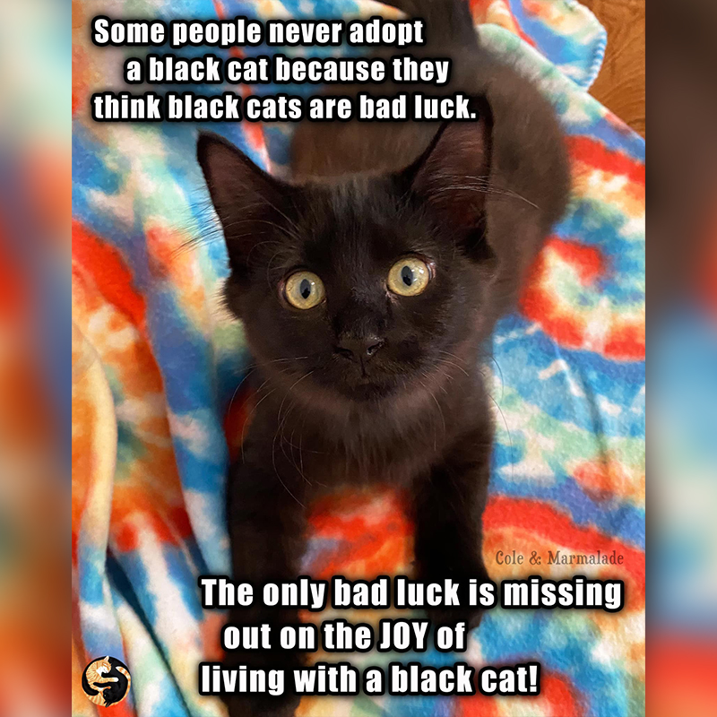 Meme from Cole and Marmalade about black cats, cat myths