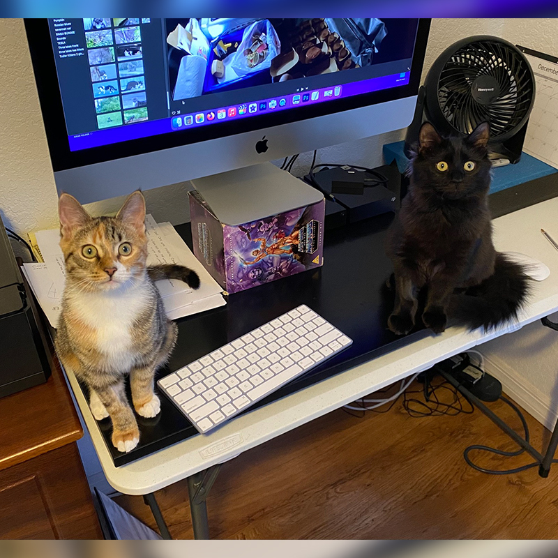 Internet, computer, laptop, Calypso and Mazikeen sit on computer desk via Cole and Marmalade