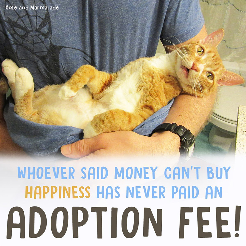 Adoption of cat, Cat Man Chris, Cole and Marmalade, internet, meme