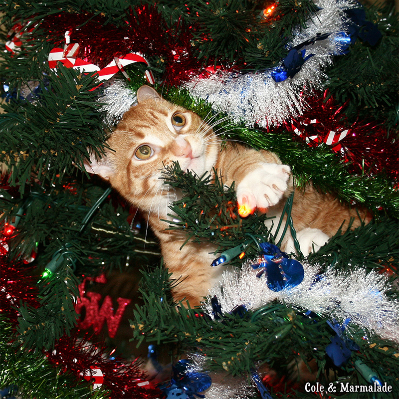 Baby Marm in the Christmas tree, Cole and Marmalade