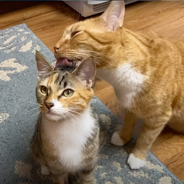 Here's What to Expect from 'Teenage' Cats