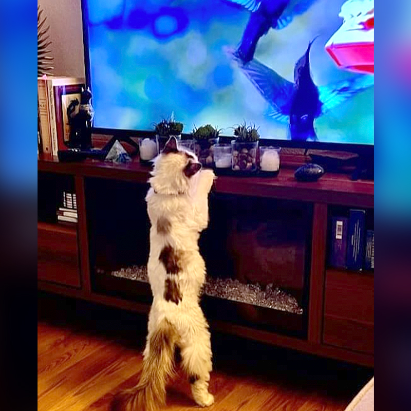 Cat watches birds on TV, Amira, Nevada
