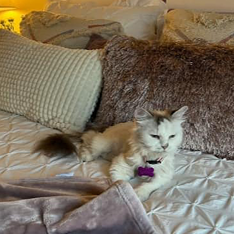 Amira is living the life of luxury in her furever home