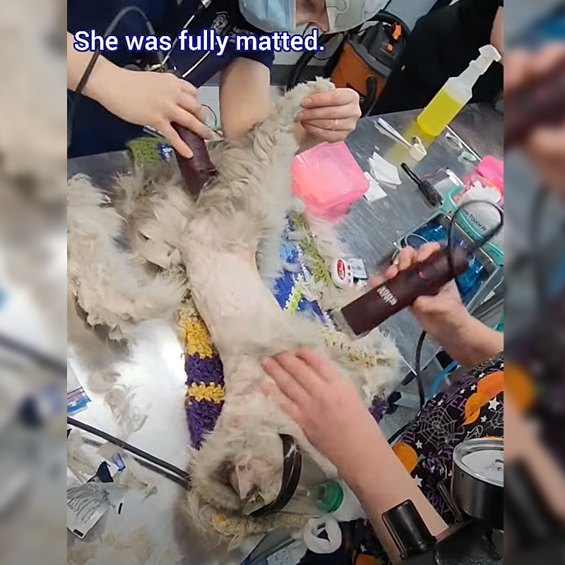 Veterinarians shave Amira's badly matted fur away, Heaven Can Wait Animal Society, Nevada