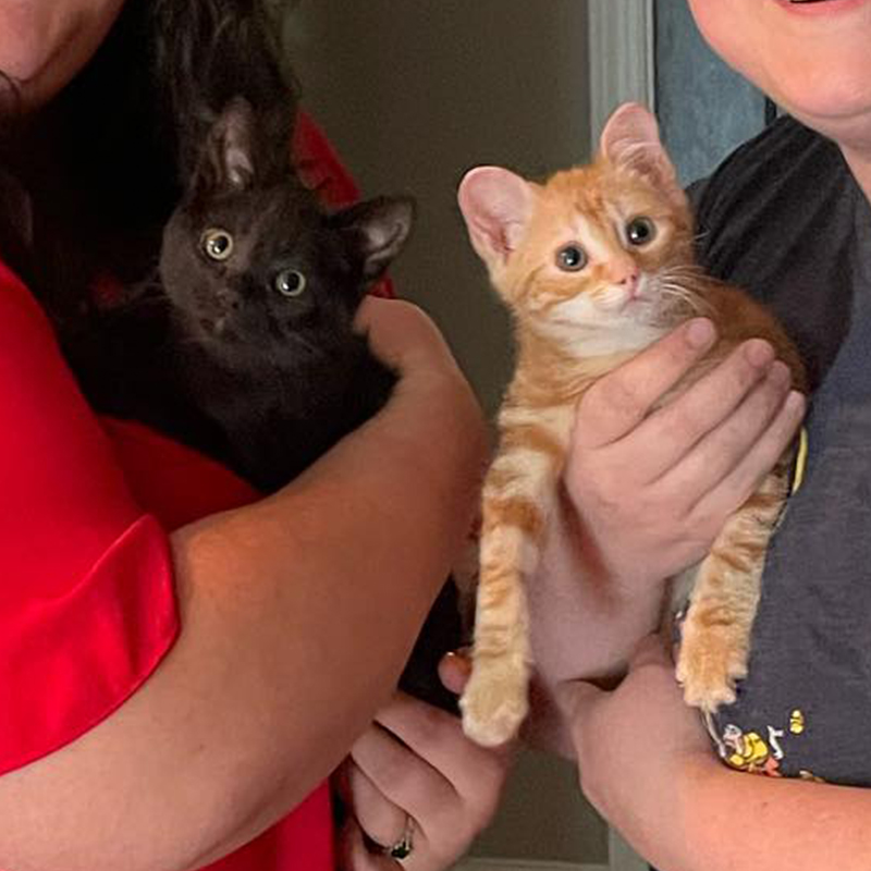 Arson goes home with a new buddy Jonas, Miss Dixie's Kitten Rescue, Seneca, South Carolina