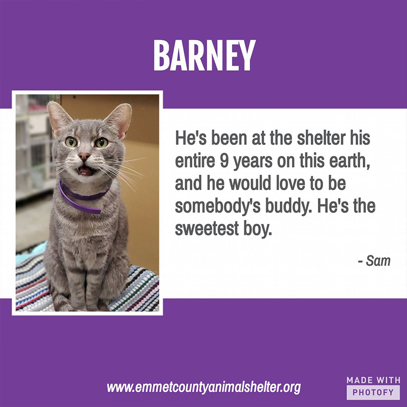 Barney the cat who lived 9 years at the Emmet County Animal Shelter in Estherville, Iowa, 2