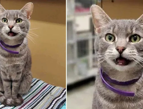 Cat Lived 9 Years in Shelter Until Cute Smiling Picture Brought Worldwide Interest