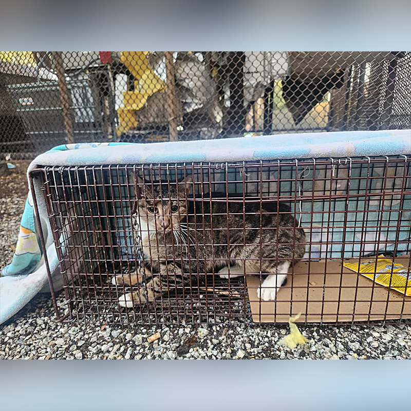 Brooklyn cat rescued from AC unit after 2 weeks, John Debacker