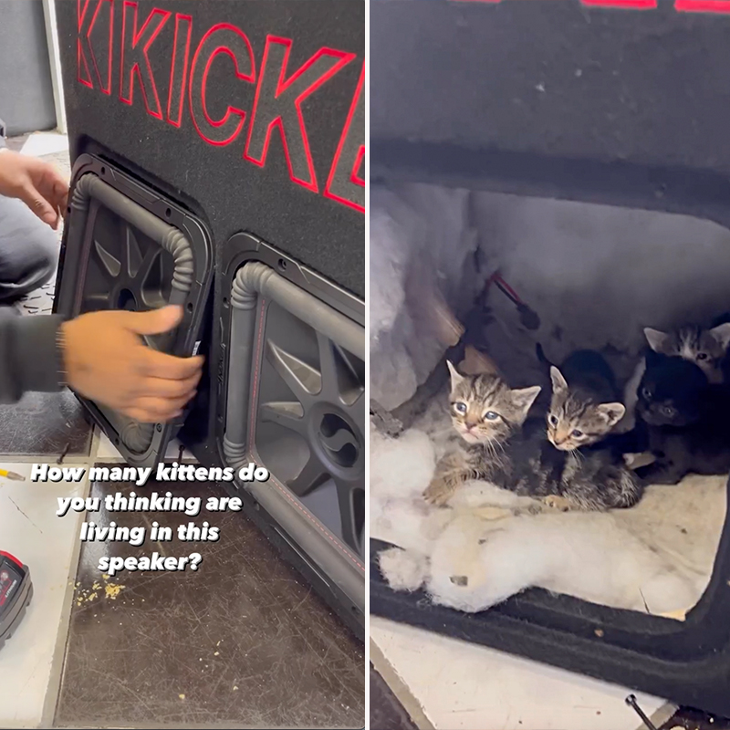 Car shop kittens emerge from a speaker