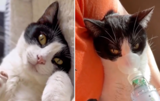 Dash and Luna, Feline Asthma, Lindsay Robbins, asthma, inhalers, cats with breathing difficulties