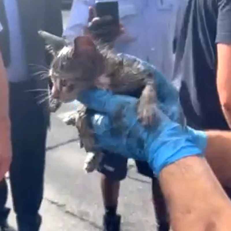 Firefighter Anthony Caliendo, a mechanic, lifts kitten in his arms after rescue