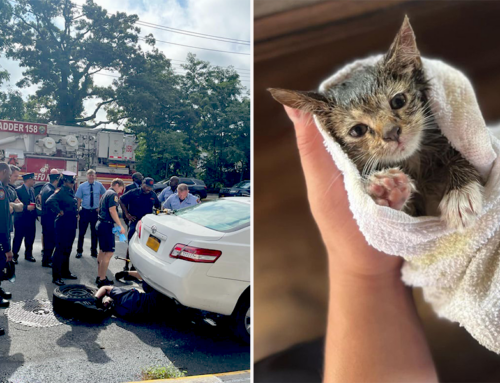 New York City Firefighters Observing a Moment of Silence for 9/11 Spring Into Action To Save Trapped Kitten