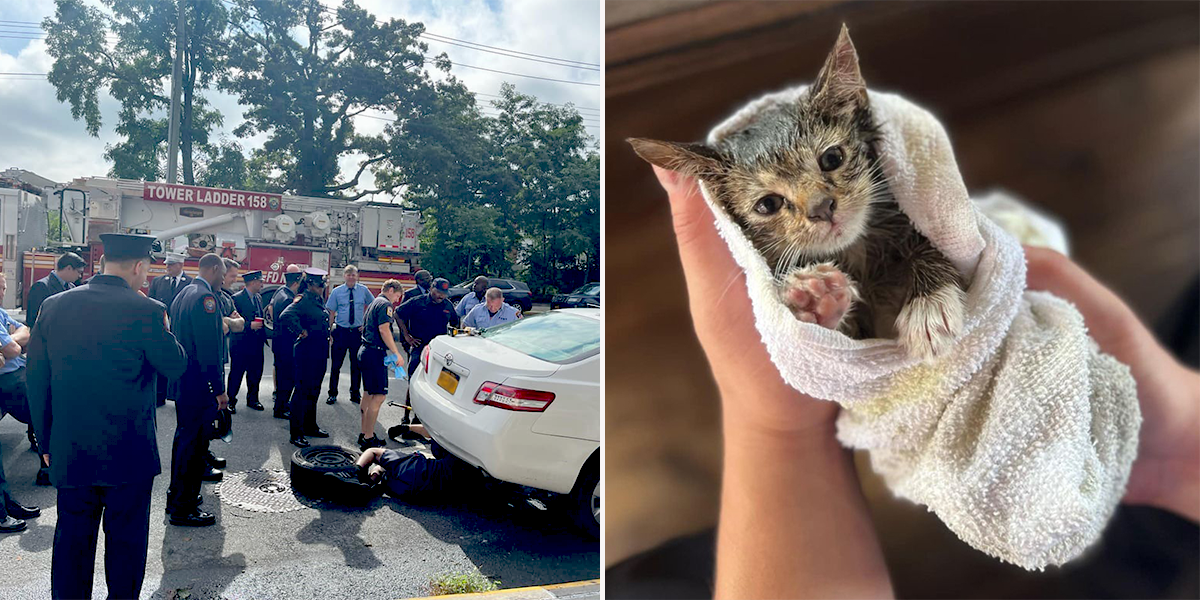 The New York City Fire Department (FDNY), 22nd anniversary commemoration of 9/11, Ladder 138 save kitten trapped in car engine during moment of silence