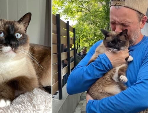 Full Range of Emotions Caught on Camera as Family Searches for and Reunites with Partially-Blind Siamese