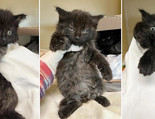 Semi-Feral Black Kittens With ‘Bad Attitudes’ Turn Out To Be the Friendliest, Playful Floofs