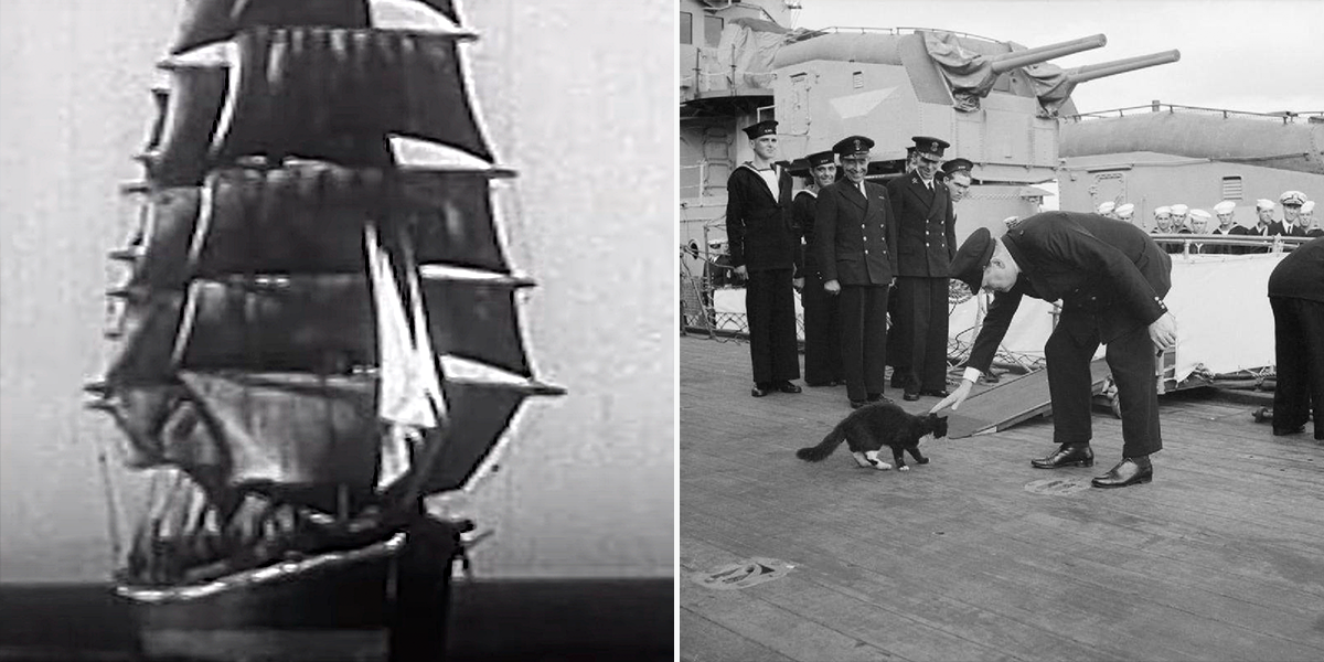 Carrol A. Deering, Ghost Ship cat, surviving polydactyl cat on the mysterious ship wrecked on the Diamond Shoals, North Carolina