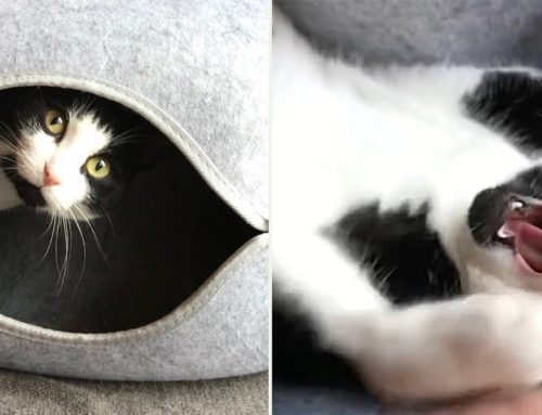 Gina the Tuxie’s Unhinged Antics in the ‘Thunder Donut’ Keep Everyone Amewsed