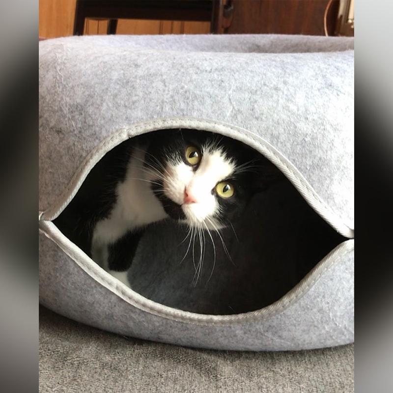 Gina the tuxie inside her wool cat cave that makes a donut when the top half zips off, Ontario, Canada, My Jerk Cats, Kim Russell