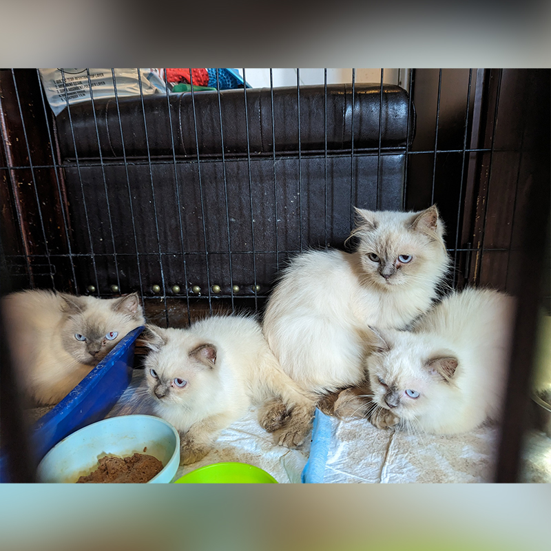 A group of the Himalayan cats saved by Montgomery County Community Cat Coalition (MC C³) 