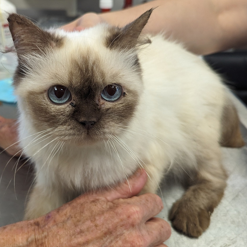 Himalayan rescued cat, Montgomery County Community Cat Coalition MC C³