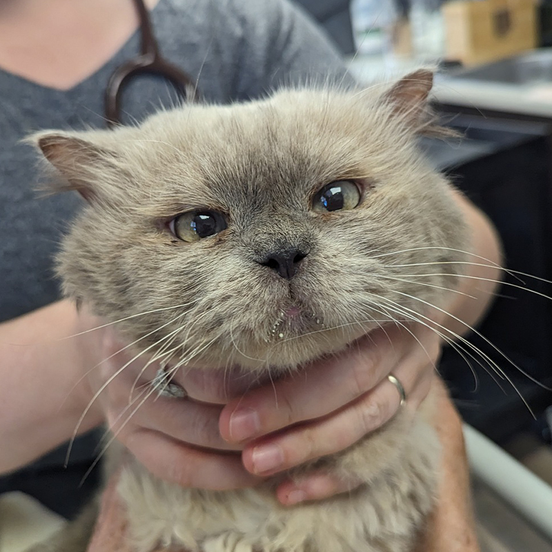 Himalayan rescued cat, Montgomery County Community Cat Coalition MC C³, 2