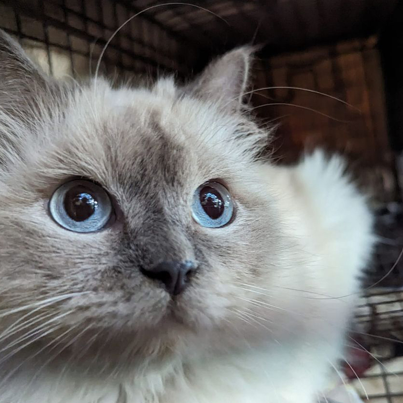 Fluffy rescued cat with blue eyes, Himalayans found in Maryland neighborhoods