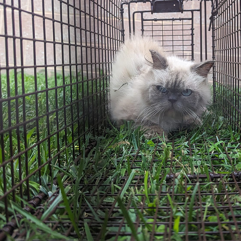 Himalayan cat in a TNR humane trap, Maryland