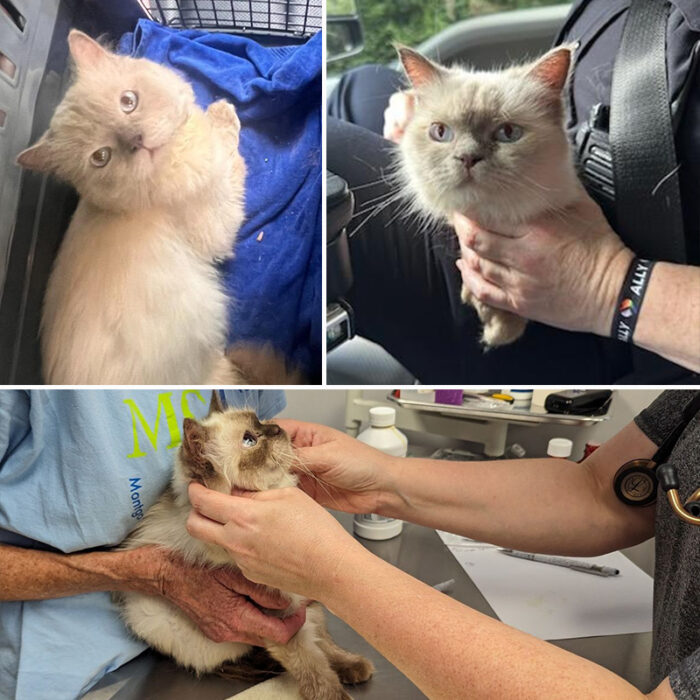 Waves of Lost Himalayan House Cats Keep Flooding into Maryland