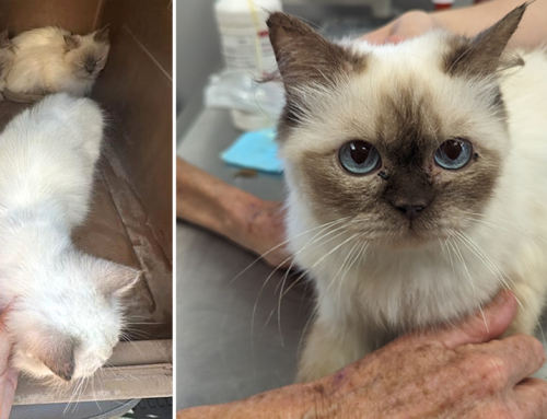 Waves of Lost Blue-Eyed Himalayan House Cats Keep Flooding Into Maryland Neighborhoods