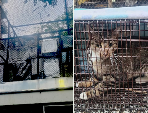 Rescuers Coordinate Group Effort to Save Cat ‘Entombed’ Inside a Sprawling AC Unit for Weeks