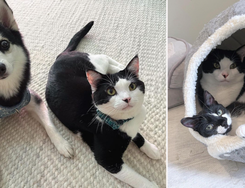 Resident Cat Slowly Grows to Love the ‘Weirdest Kitten He’s Ever Seen’ When Mom Adopts a Dog